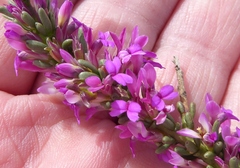 Muraltia macropetala