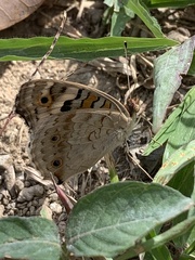 Junonia orithya wallacei
