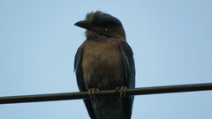 Coracias affinis