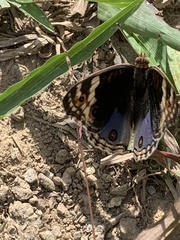 Junonia orithya wallacei