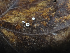 Diderma hemisphaericum