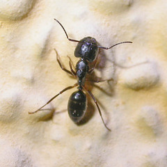 Camponotus fallax