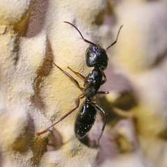 Camponotus fallax