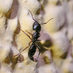 Camponotus fallax