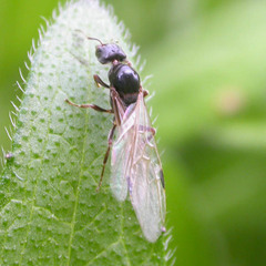 Liometopum microcephalum