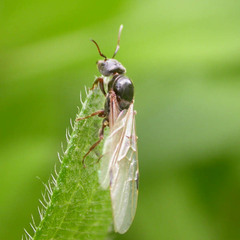 Liometopum microcephalum