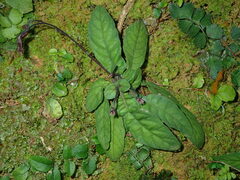 Staurogyne concinnula