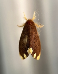 Orvasca subnotata