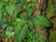 Staurogyne concinnula