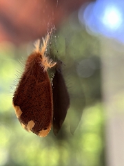 Orvasca subnotata