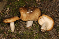 Russula amerorecondita