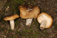 Russula amerorecondita