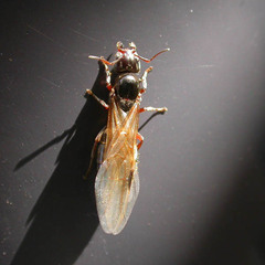 Liometopum microcephalum