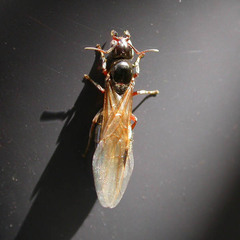 Liometopum microcephalum