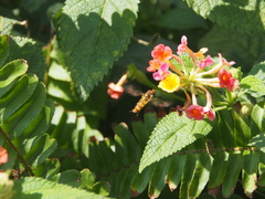 Episyrphus balteatus