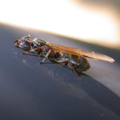 Liometopum microcephalum