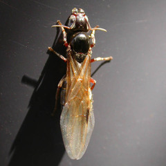 Liometopum microcephalum