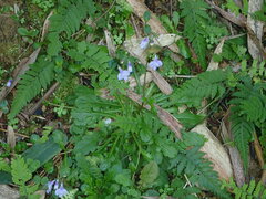 Mazus fauriei