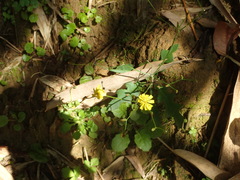 Ixeridium laevigatum