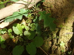 Ixeridium laevigatum