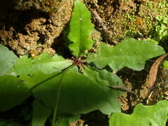 Ixeridium laevigatum