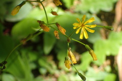 Ixeridium laevigatum