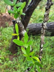 Elaeodendron transvaalense