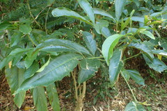 Melicope semecarpifolia