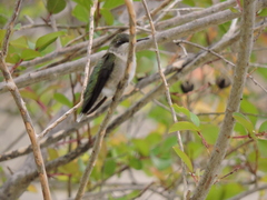 Archilochus colubris