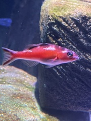 Serranus tabacarius