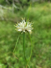 Cyperus niveus leucocephalus