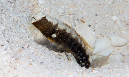 Zadel-garnaalgrondel (Cryptocentrus leucostictus) — Gobiidae — 2