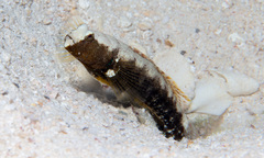 Cryptocentrus leucostictus