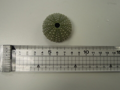Heliocidaris crassispina