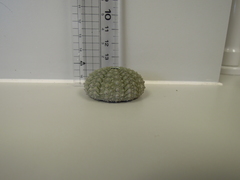 Heliocidaris crassispina