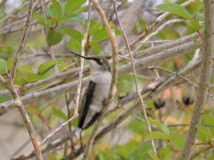 Archilochus colubris