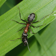 Formica rufibarbis