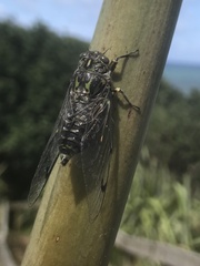Amphipsalta