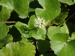 Hydrocotyle leucocephala