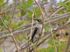 Archilochus colubris