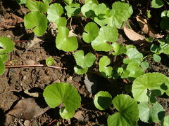 Hydrocotyle leucocephala
