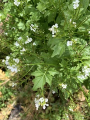 Cardamine breweri