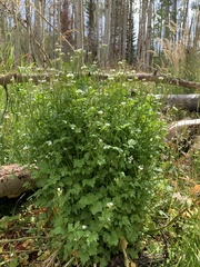 Cardamine breweri