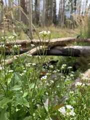 Cardamine breweri