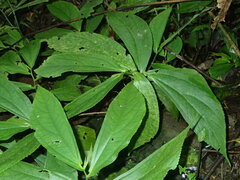 Elatostema platyphyllum