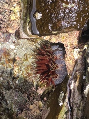 Phlyctenanthus australis