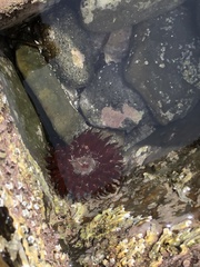 Phlyctenanthus australis