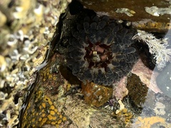 Phlyctenanthus australis