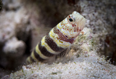 Amblyeleotris wheeleri