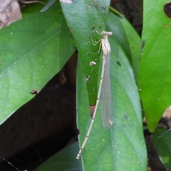 Prodasineura verticalis